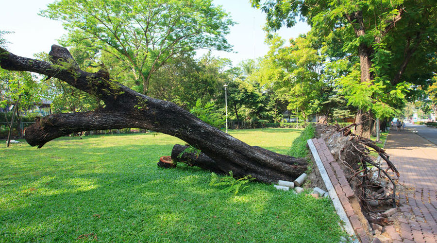 Who is Responsible for Tree Damage?